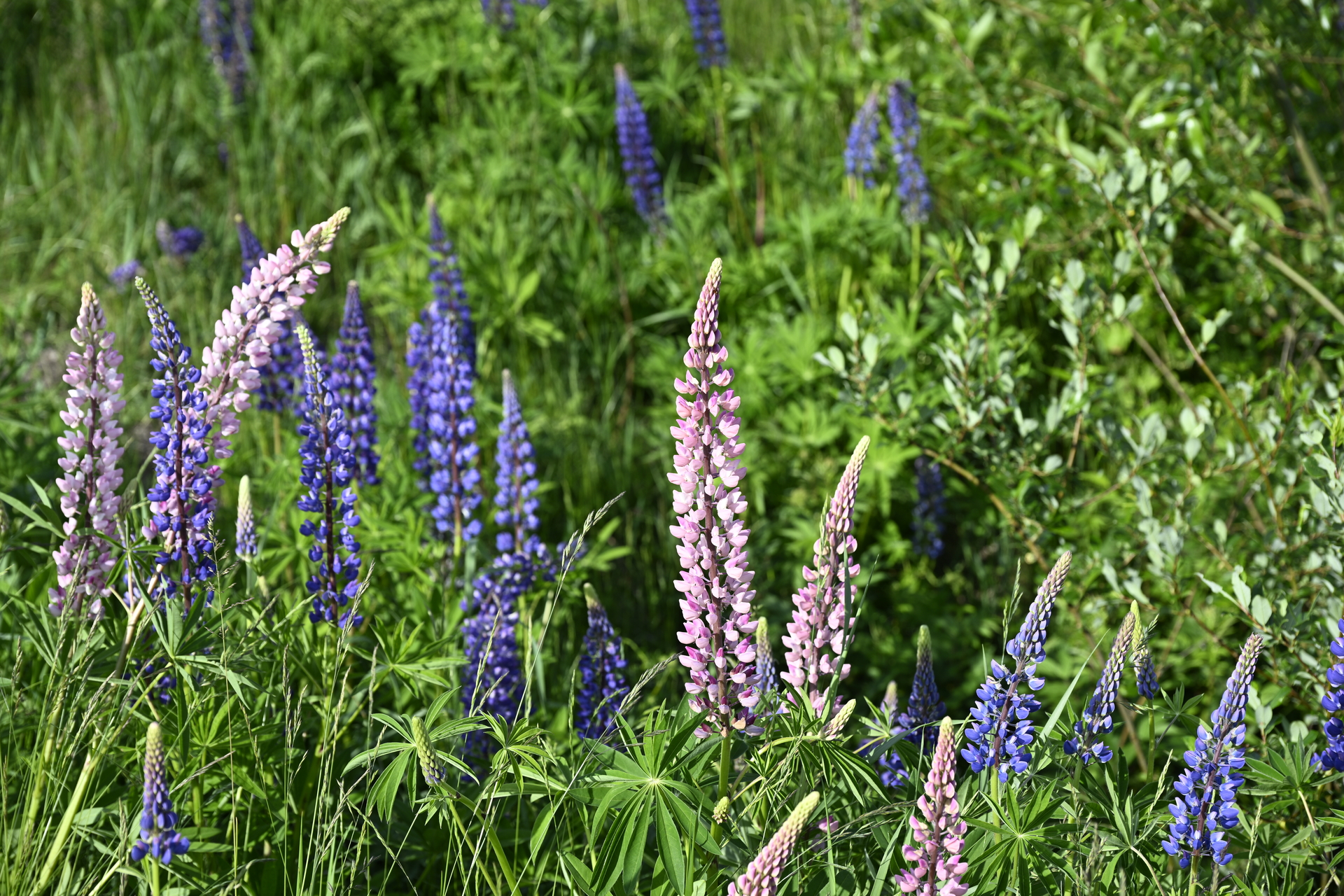 フィンランドの雑スナップ