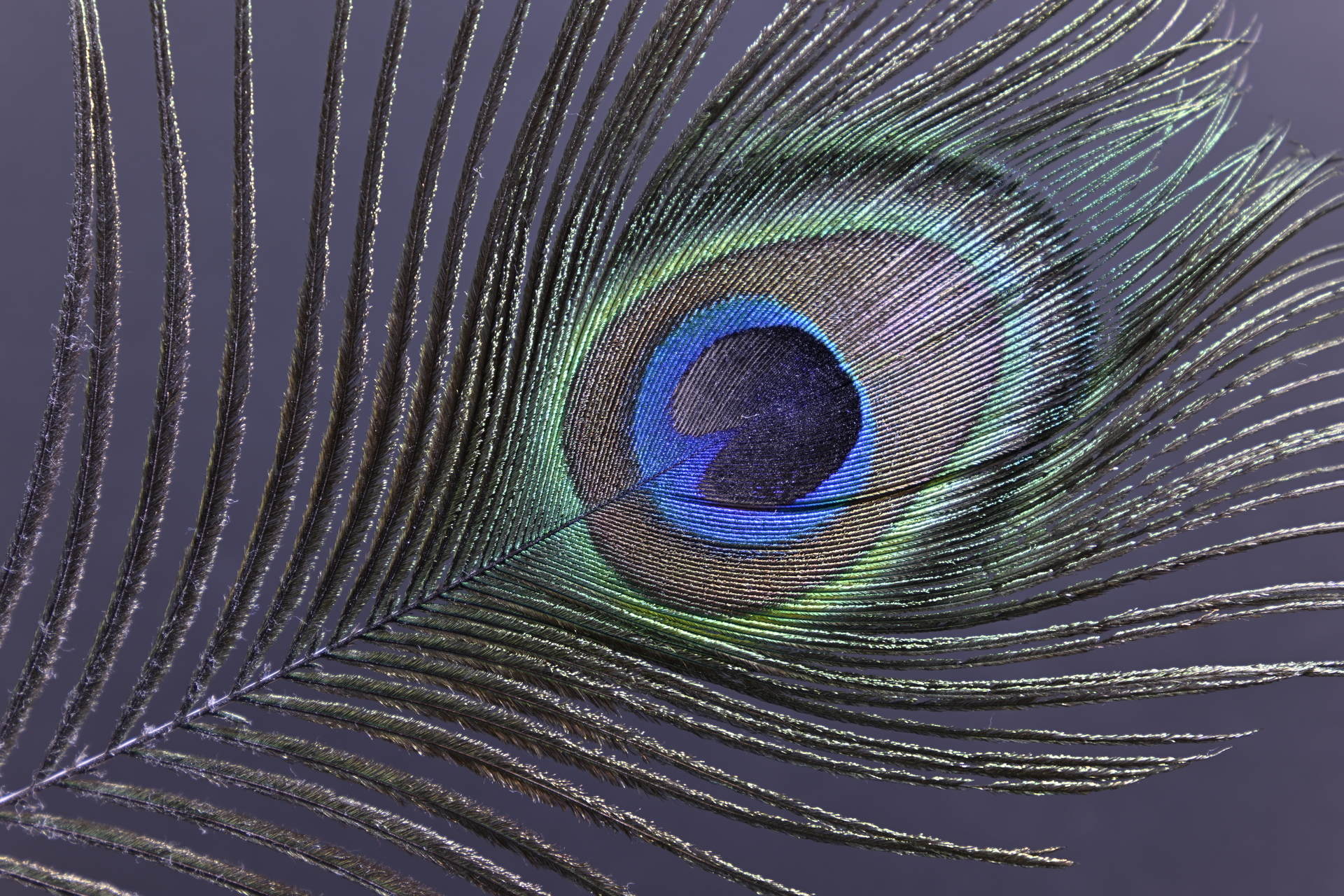 Z9_GF35-70_70mm_f/8.0