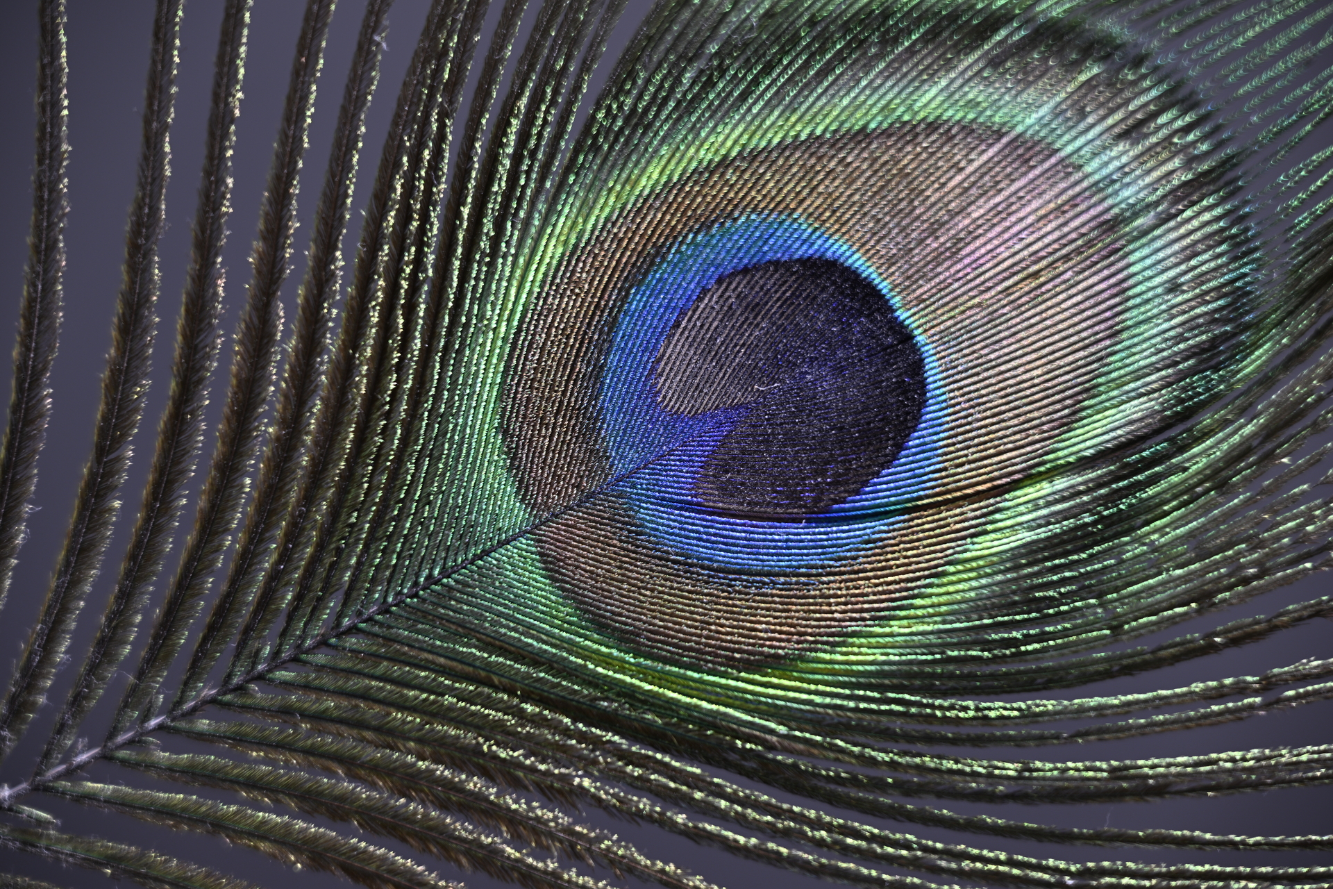 Z9_Z24-120_120mm_f/4.0