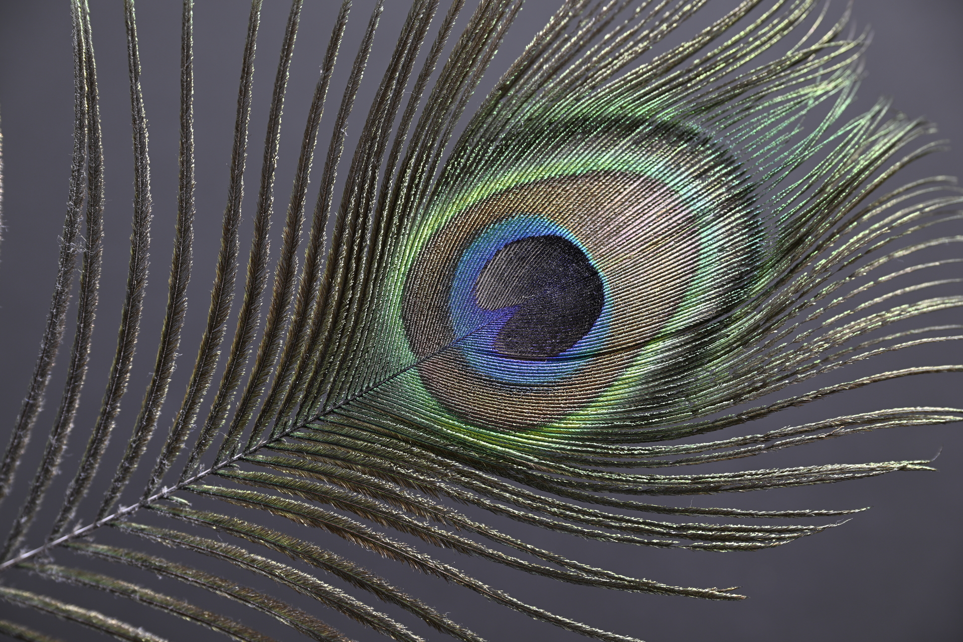 Z9_Z24-120_70mm_f/5.6