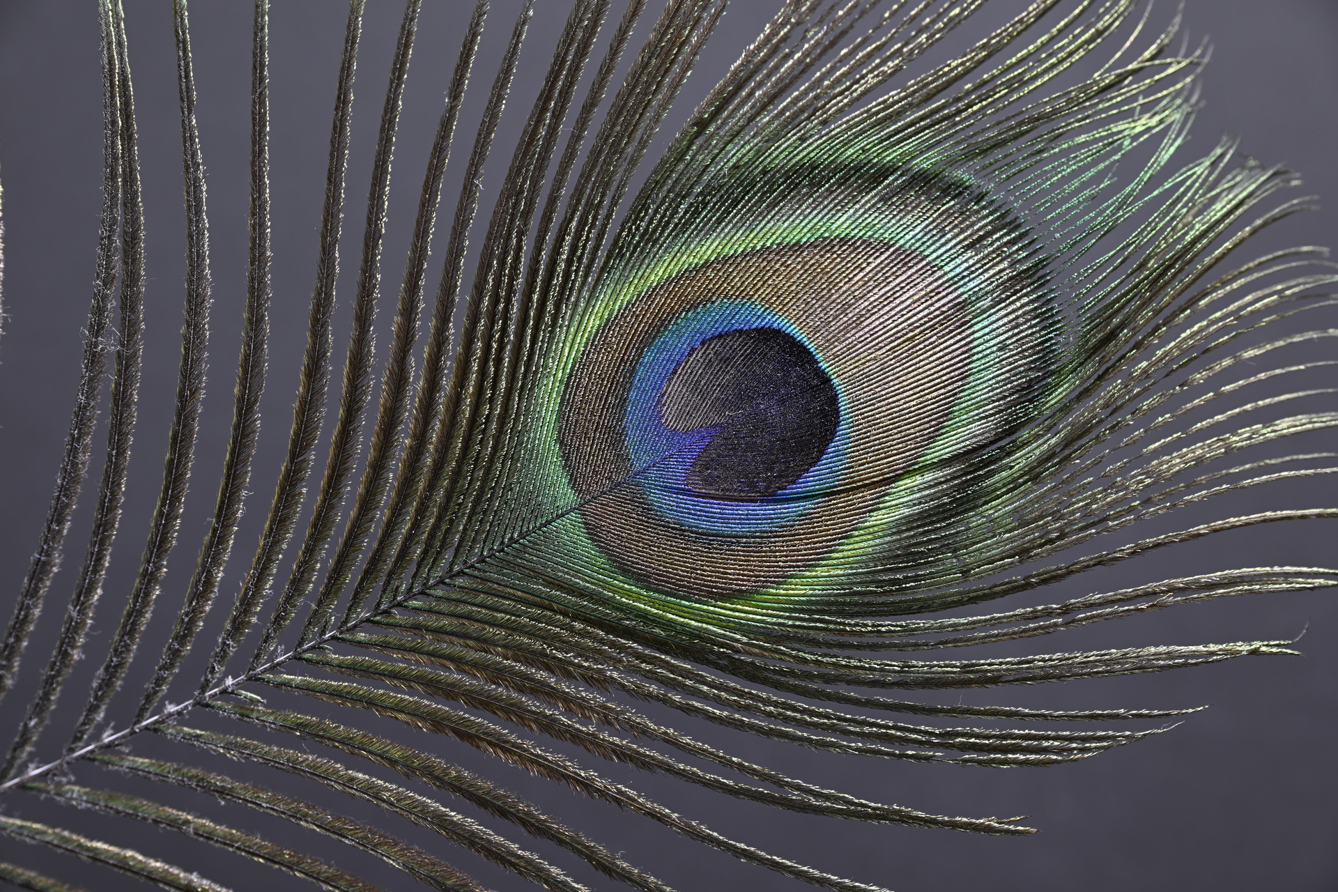 Z9_Z24-120_70mm_f/8.0